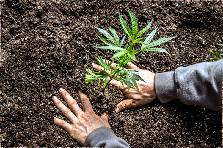plantar un jardín de marihuana
